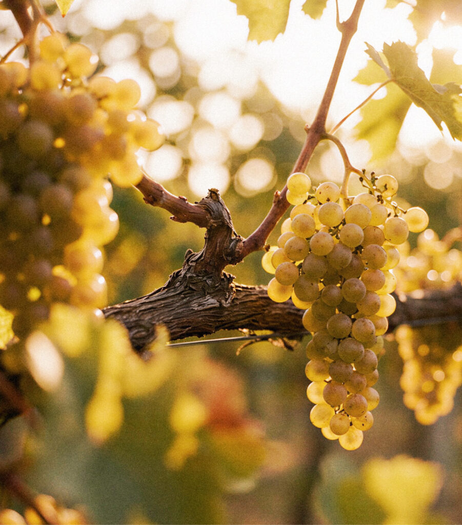 Close up of prosecco wine grapes on the vine