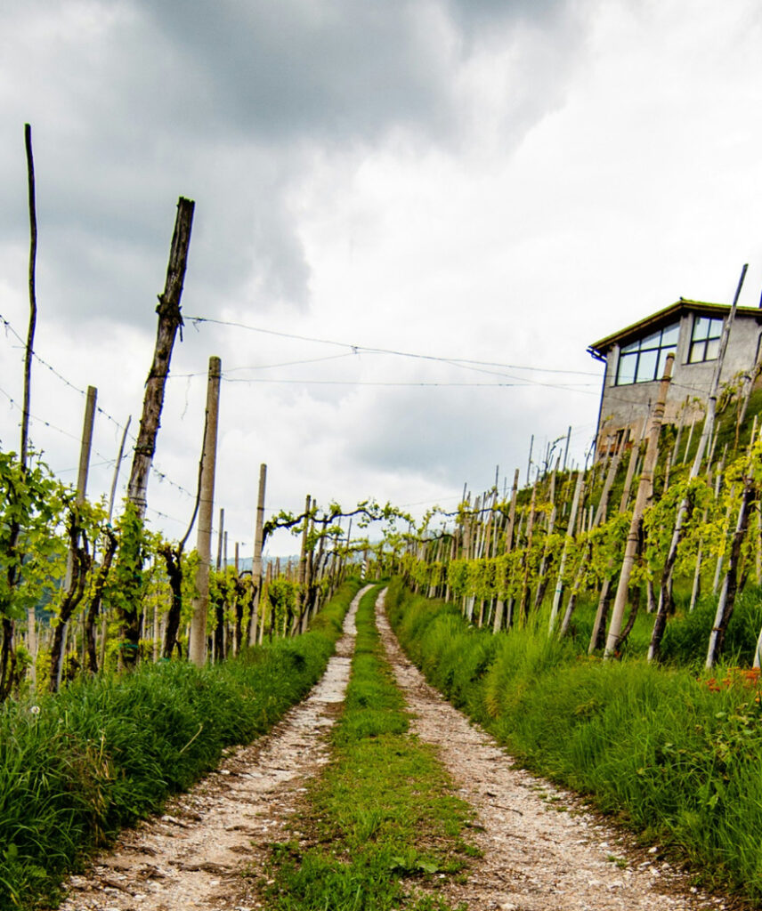 An overcast sky in the background with a dirt road and grapevine vineyards on either side in the foreground, with a house on the right above the vineyard rows